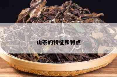 山茶的特征和特点