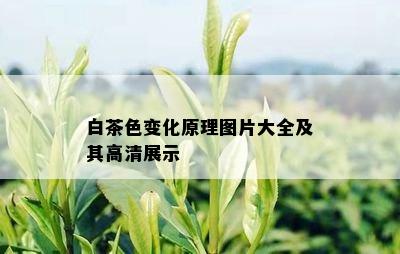 白茶色变化原理图片大全及其高清展示