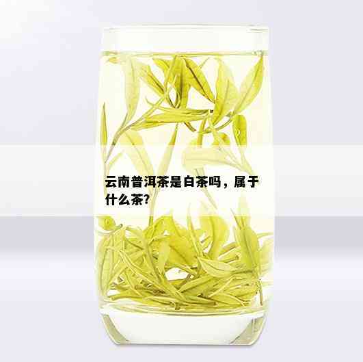 云南普洱茶是白茶吗，属于什么茶？