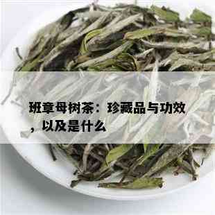 班章母树茶：珍藏品与功效，以及是什么