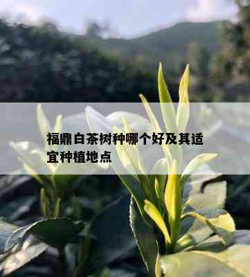 福鼎白茶树种哪个好及其适宜种植地点