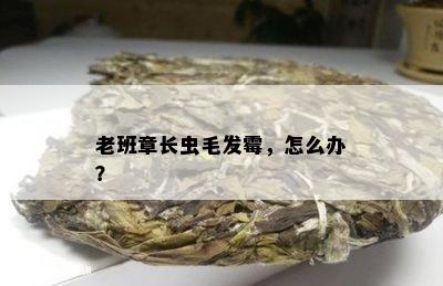 老班章长虫毛发霉，怎么办？