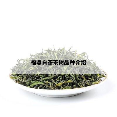 福鼎白茶茶树品种介绍