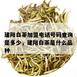 建阳白茶加盟电话号码查询是多少，建阳白茶是什么品种