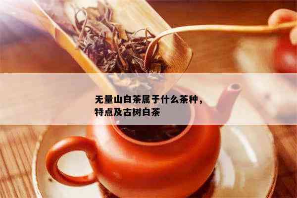 无量山白茶属于什么茶种，特点及古树白茶