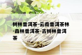 树林普洱茶-云南普洱茶林-森林普洱茶-古树林普洱茶