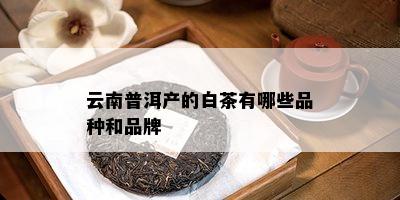 云南普洱产的白茶有哪些品种和品牌