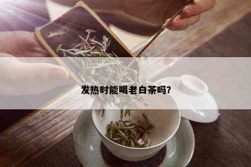 发热时能喝老白茶吗？