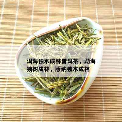 洱海独木成林普洱茶，勐海独树成林，版纳独木成林