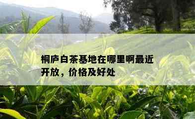 桐庐白茶基地在哪里啊最近开放，价格及好处