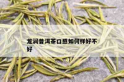 龙润普洱茶口感如何样好不好