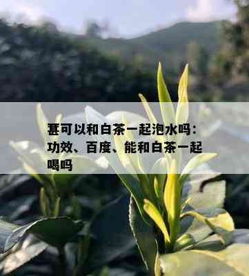 葚可以和白茶一起泡水吗：功效、百度、能和白茶一起喝吗