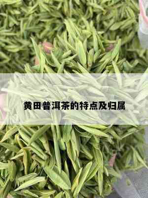 黄田普洱茶的特点及归属