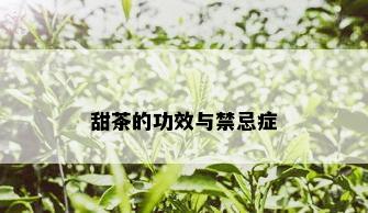 甜茶的功效与禁忌症