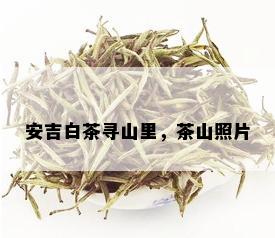 安吉白茶寻山里，茶山照片