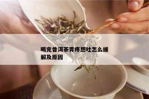 喝完普洱茶胃疼想吐怎么缓解及原因