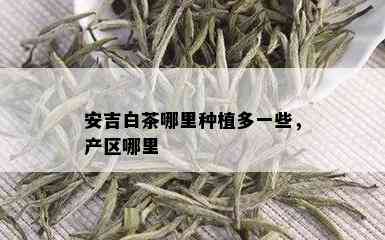 安吉白茶哪里种植多一些，产区哪里