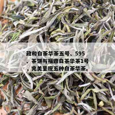 政和白茶华茶五号、595、茶饼与福鼎白茶华茶1号，完美呈现五种白茶华茶。