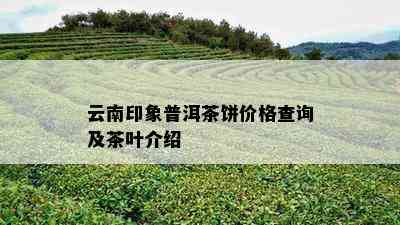 云南印象普洱茶饼价格查询及茶叶介绍