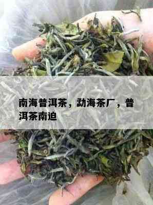 南海普洱茶，勐海茶厂，普洱茶南迫