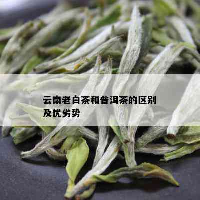 云南老白茶和普洱茶的区别及优劣势