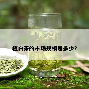 植白茶的市场规模是多少？