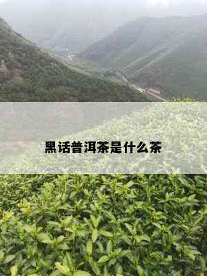 黑话普洱茶是什么茶