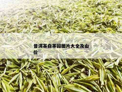 普洱茶白茶园图片大全及山价