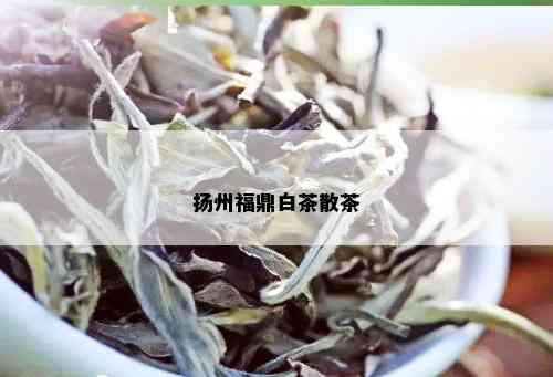 扬州福鼎白茶散茶