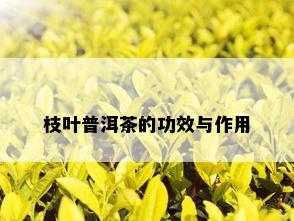 枝叶普洱茶的功效与作用