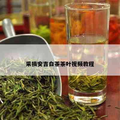 采摘安吉白茶茶叶视频教程