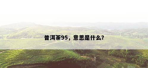 普洱茶95，意思是什么？