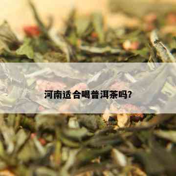 河南适合喝普洱茶吗？