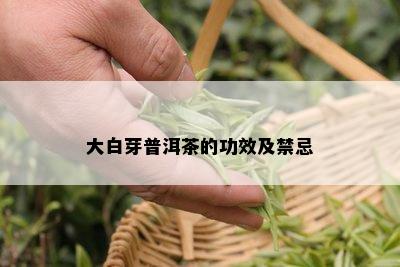 大白芽普洱茶的功效及禁忌