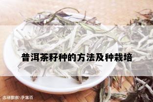 普洱茶籽种的方法及种栽培