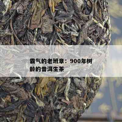 霸气的老班章：900年树龄的普洱生茶