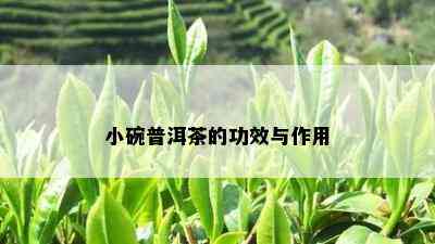 小碗普洱茶的功效与作用