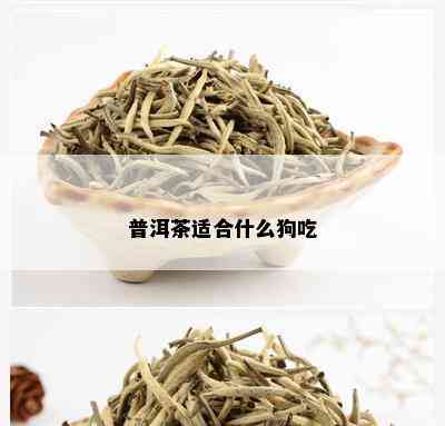 普洱茶适合什么狗吃