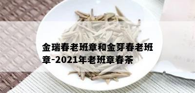 金瑞春老班章和金芽春老班章-2021年老班章春茶