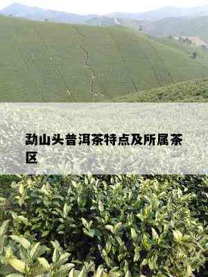 勐山头普洱茶特点及所属茶区