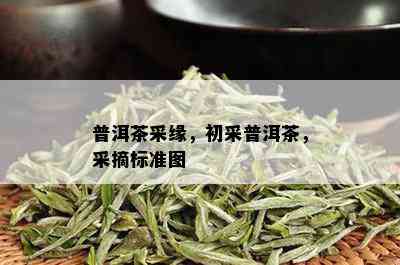 普洱茶采缘，初采普洱茶，采摘标准图