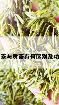 白茶与黄茶有何区别及功效