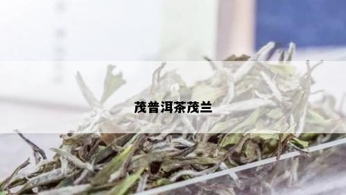 茂普洱茶茂兰