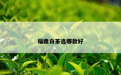 福鼎白茶选哪款好