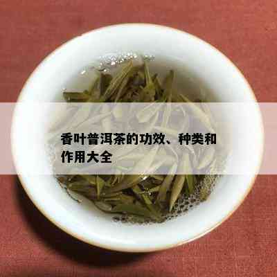 香叶普洱茶的功效、种类和作用大全