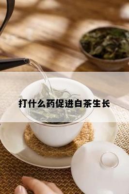 打什么促进白茶生长