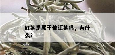 红茶是属于普洱茶吗，为什么？