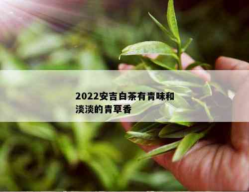 2022安吉白茶有青味和淡淡的青草香