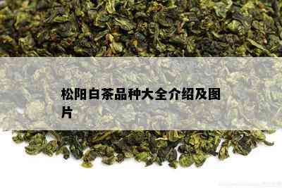 松阳白茶品种大全介绍及图片