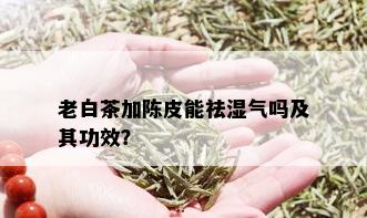 老白茶加陈皮能祛湿气吗及其功效？